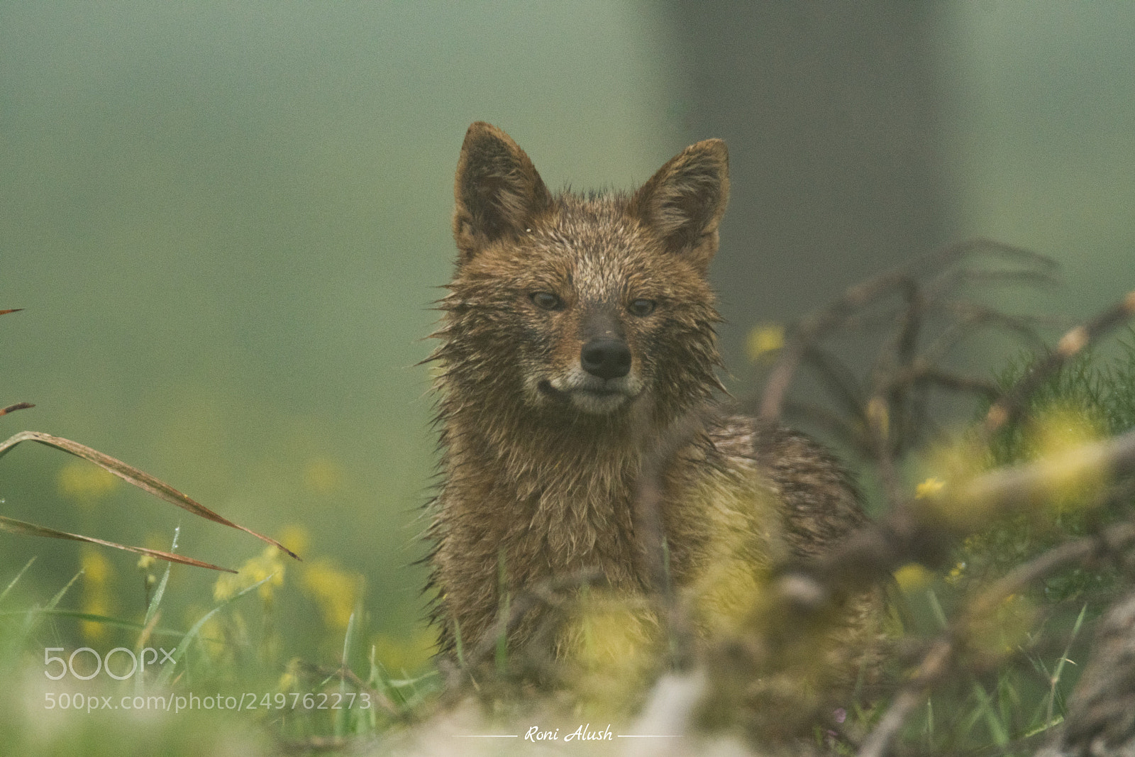 Nikon D500 sample photo. Golden jackal photography