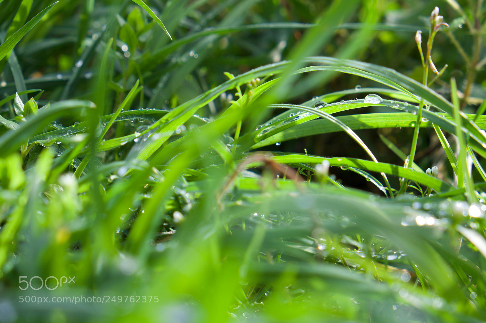 Fujifilm X-E1 sample photo. The dew photography