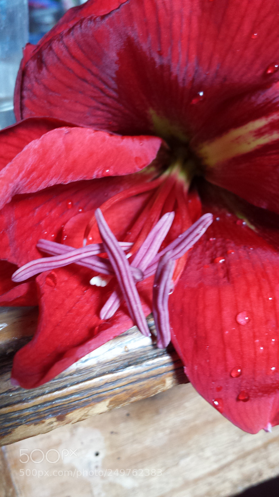 Samsung Galaxy S4 sample photo. Monet honor photography
