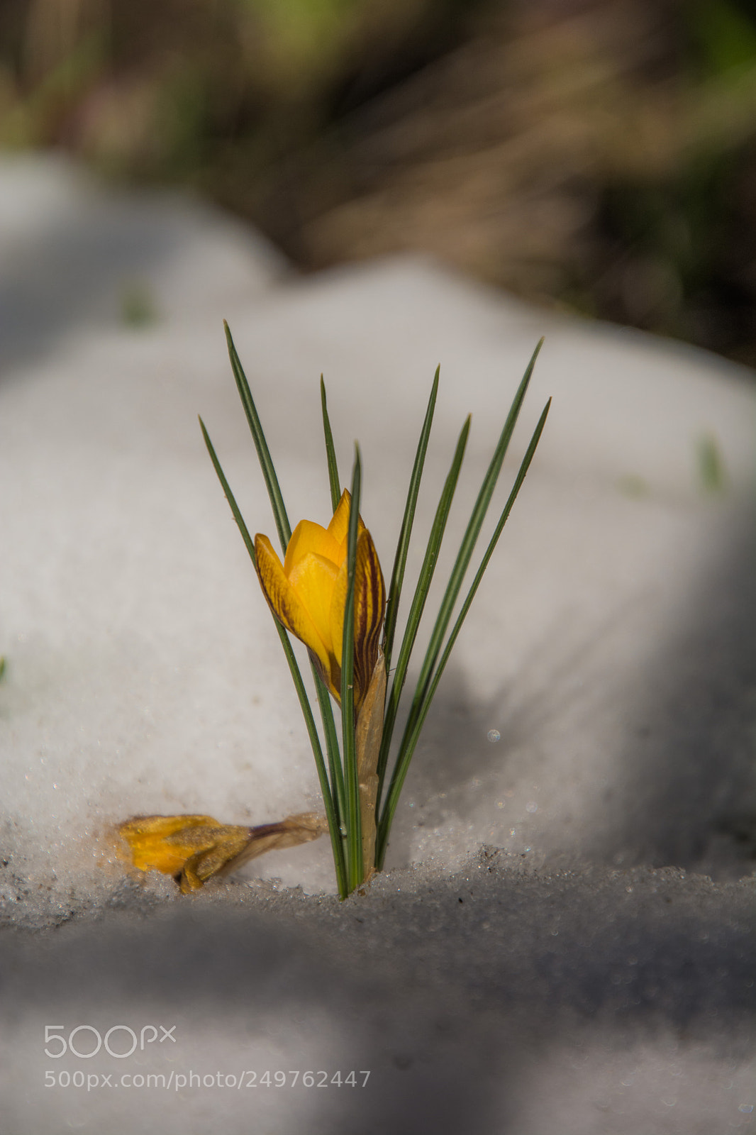 Nikon D7100 sample photo. Yellow 18.3.2018 photography