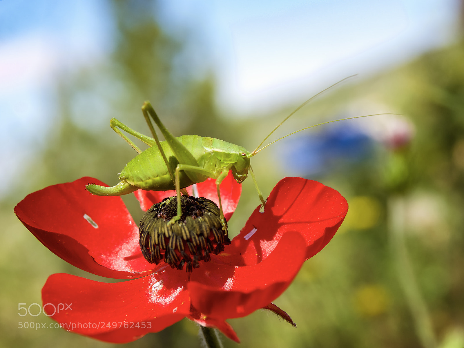 Olympus OM-D E-M1 Mark II sample photo. Green grasshopper on the photography