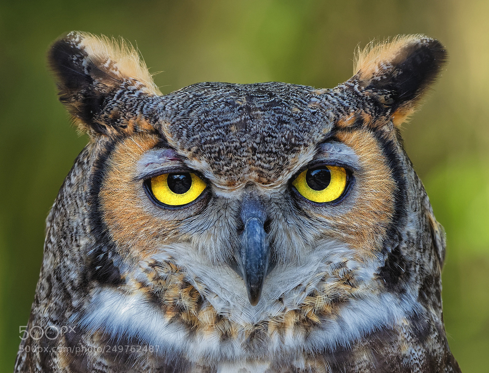 Nikon D810 sample photo. Horn owl photography