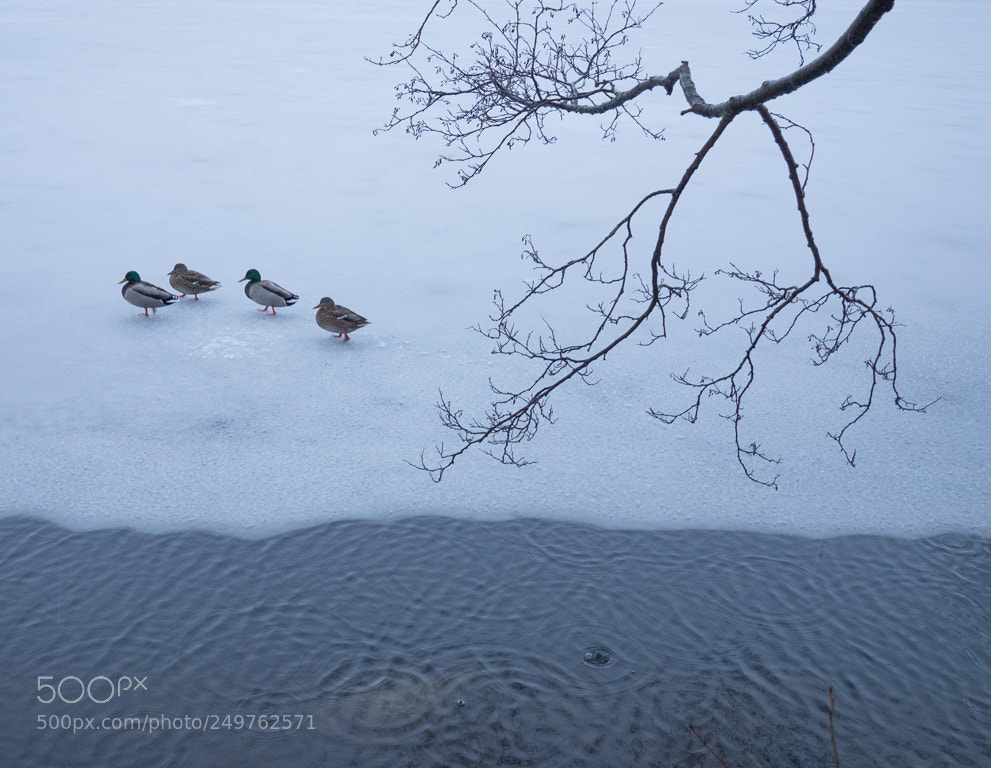 Olympus OM-D E-M1 sample photo. Ducks 2018 photography