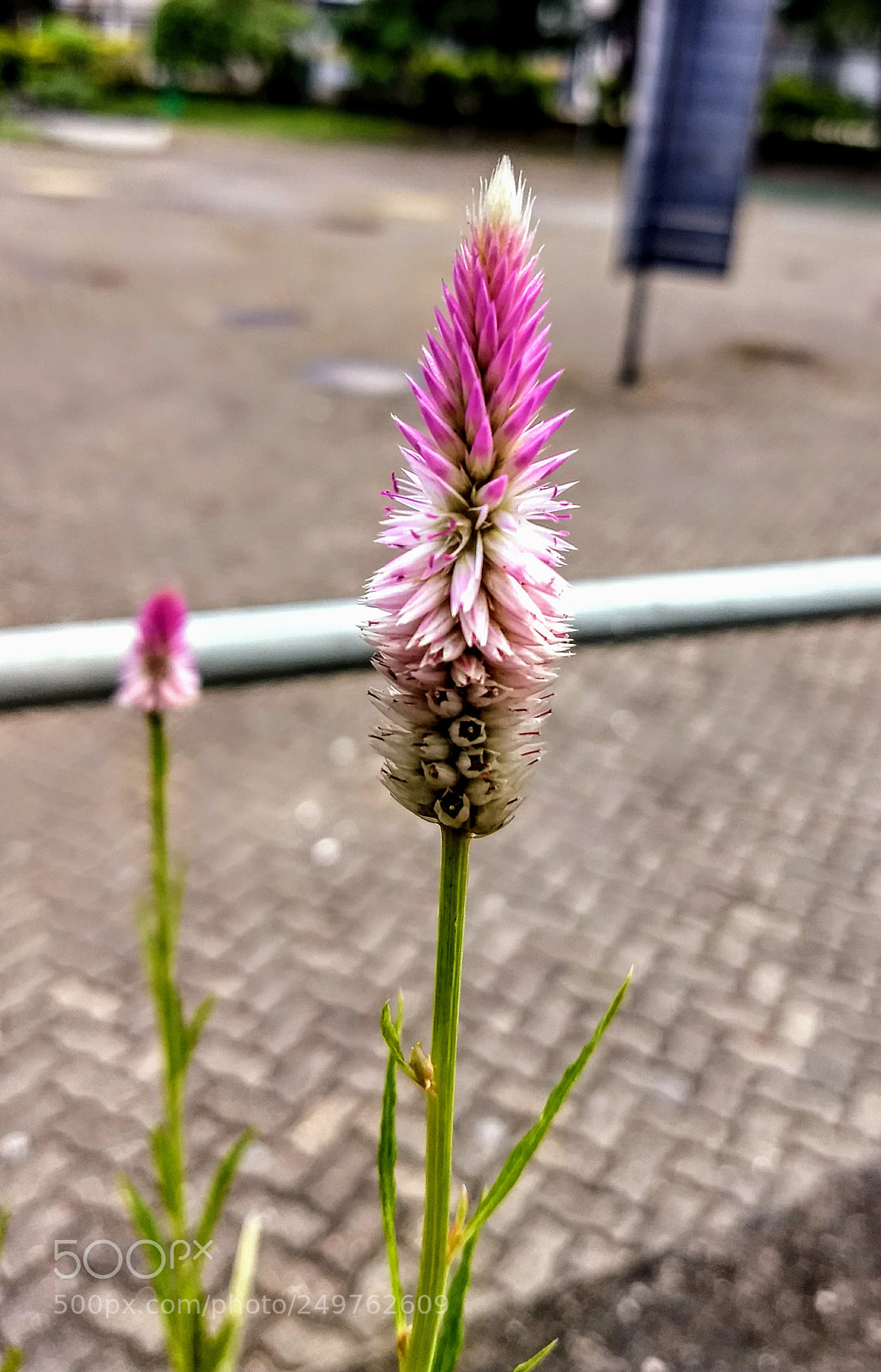 Motorola Moto Z (2) Play sample photo. Street photography