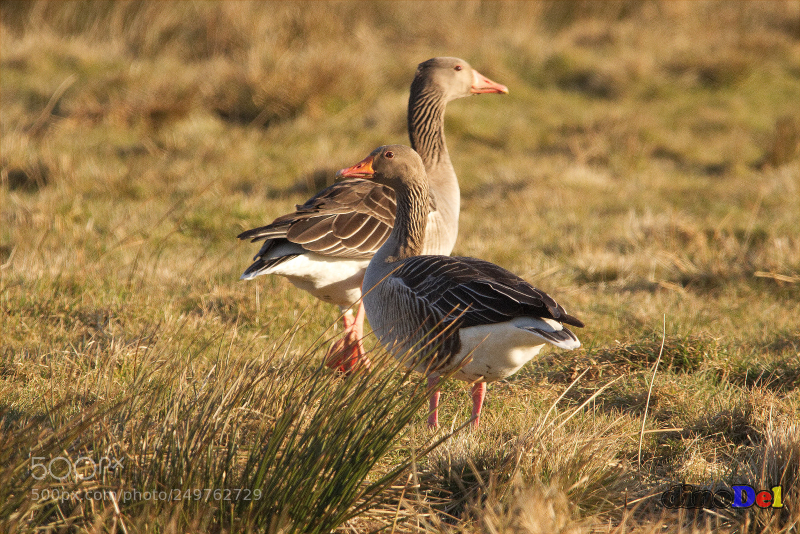 Canon EOS 700D (EOS Rebel T5i / EOS Kiss X7i) sample photo. Wild goose couple photography