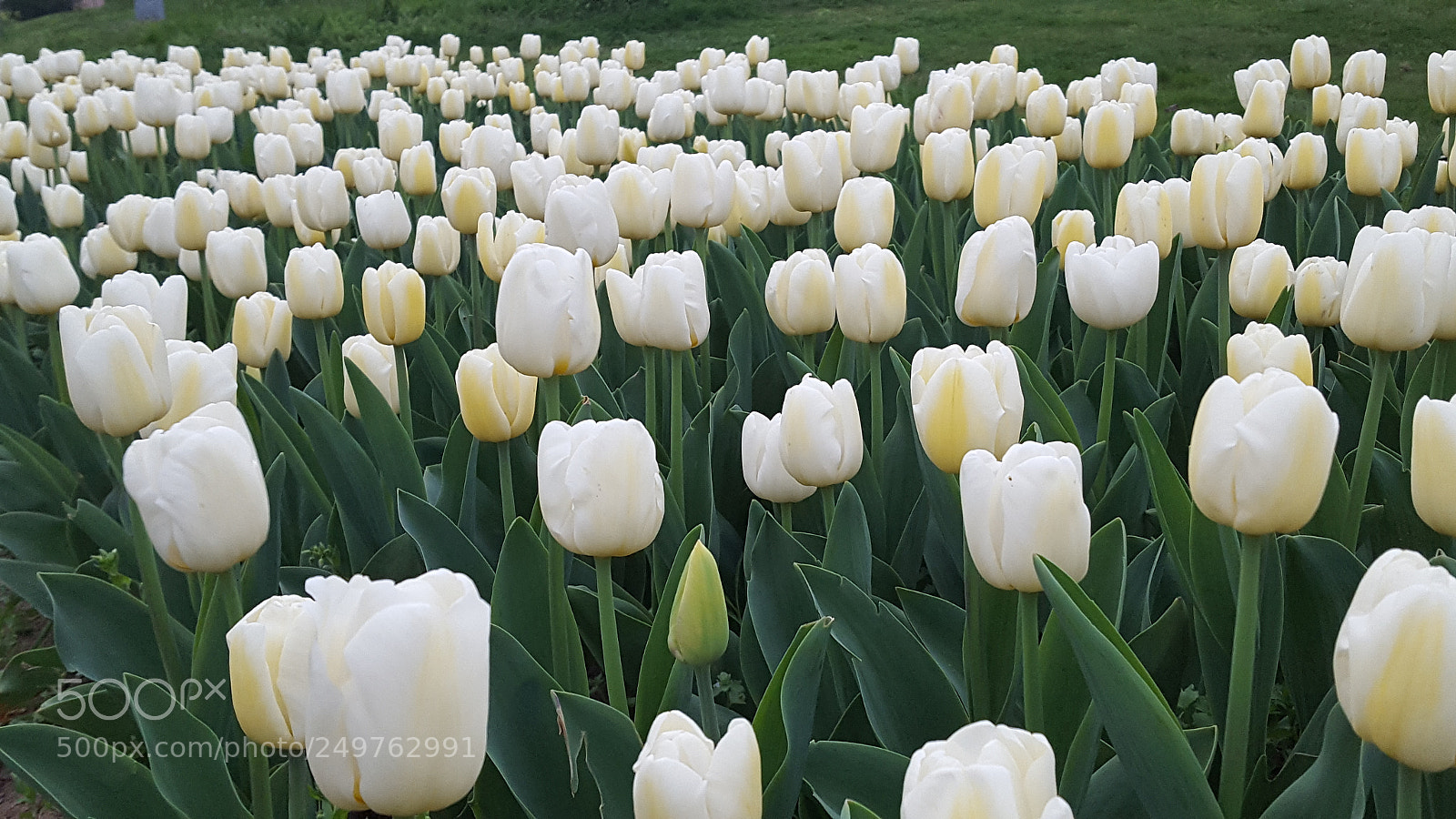 Samsung GALAXY S6 edge sample photo. Untitled photography