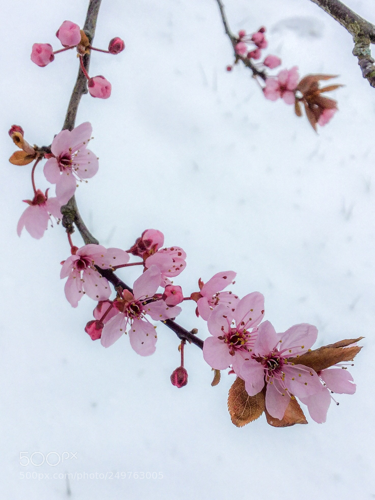 Apple iPod touch sample photo. Blossom in the snow photography