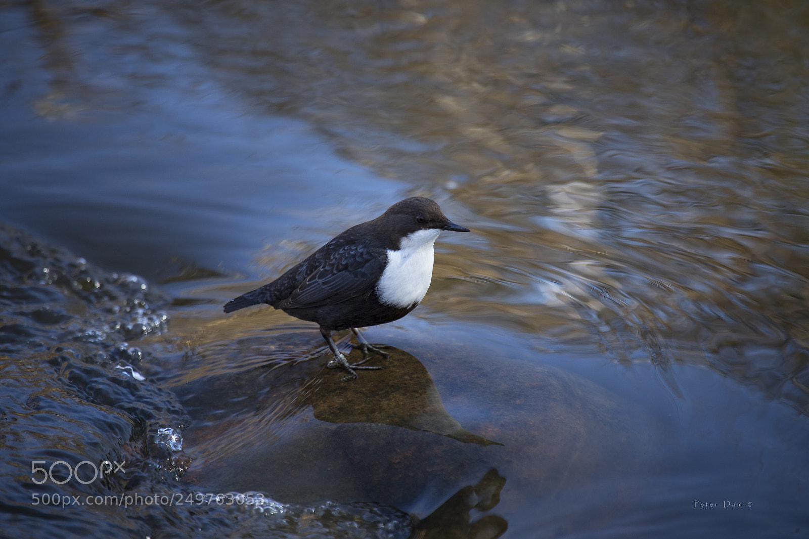 Canon EOS-1D X sample photo. White-throated dipper
cinclus cinclus photography