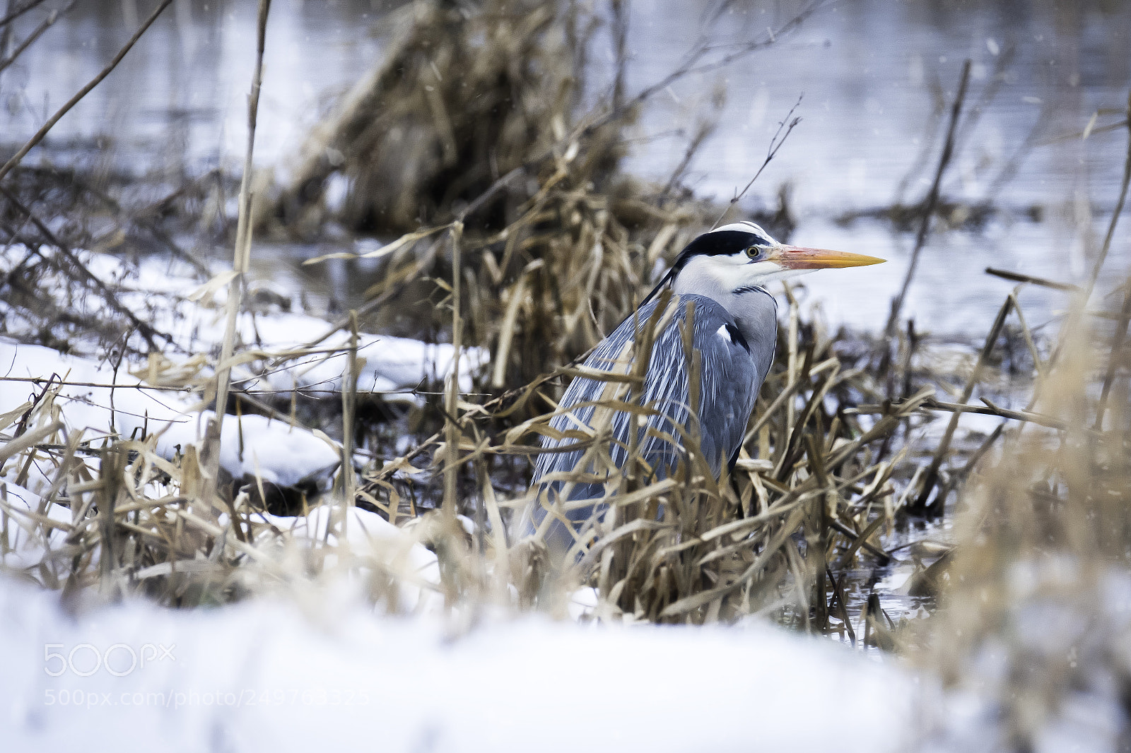 Fujifilm X-T2 sample photo. Heron waiting patiently photography