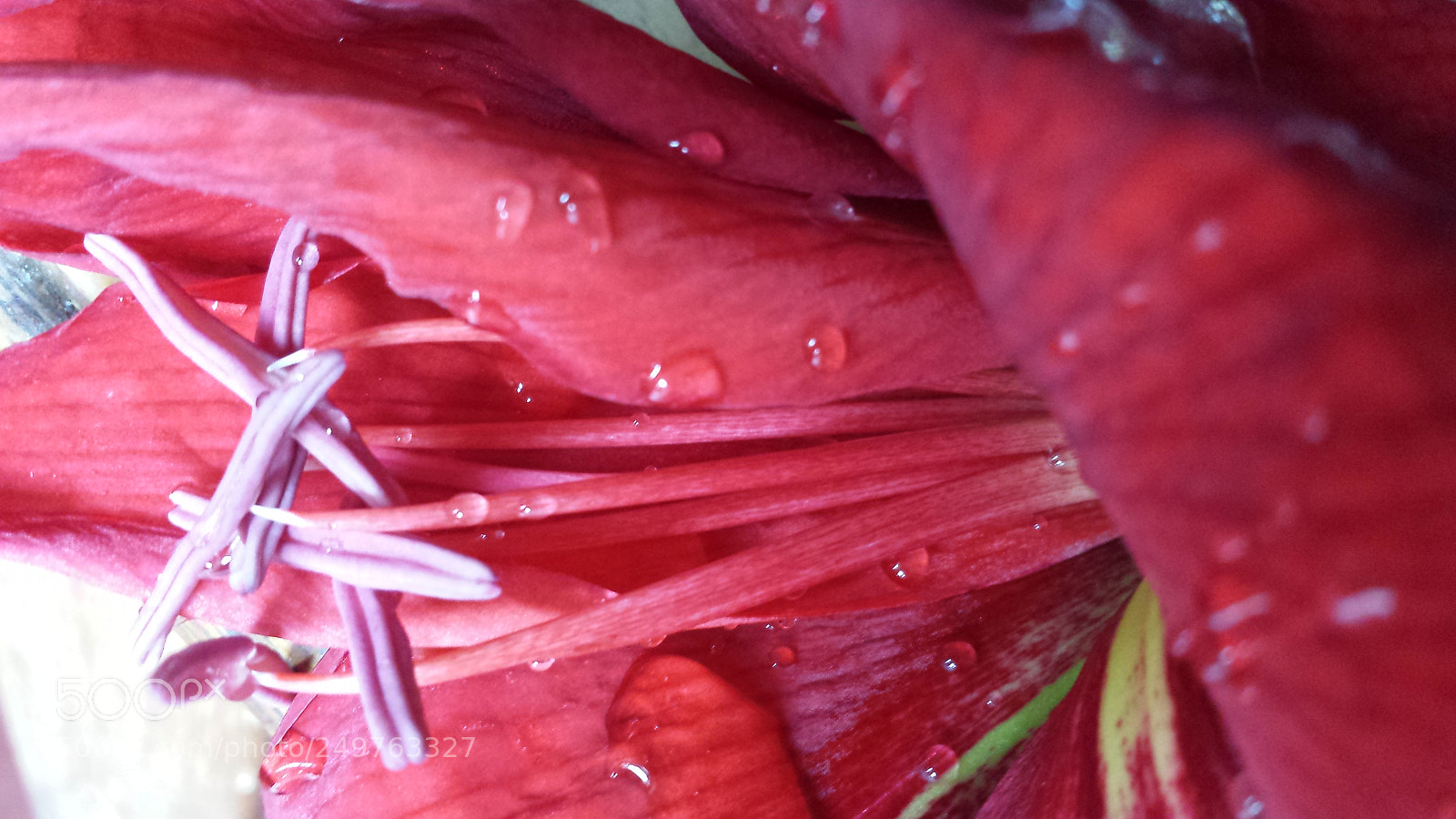 Samsung Galaxy S4 sample photo. Honor a claude monet photography