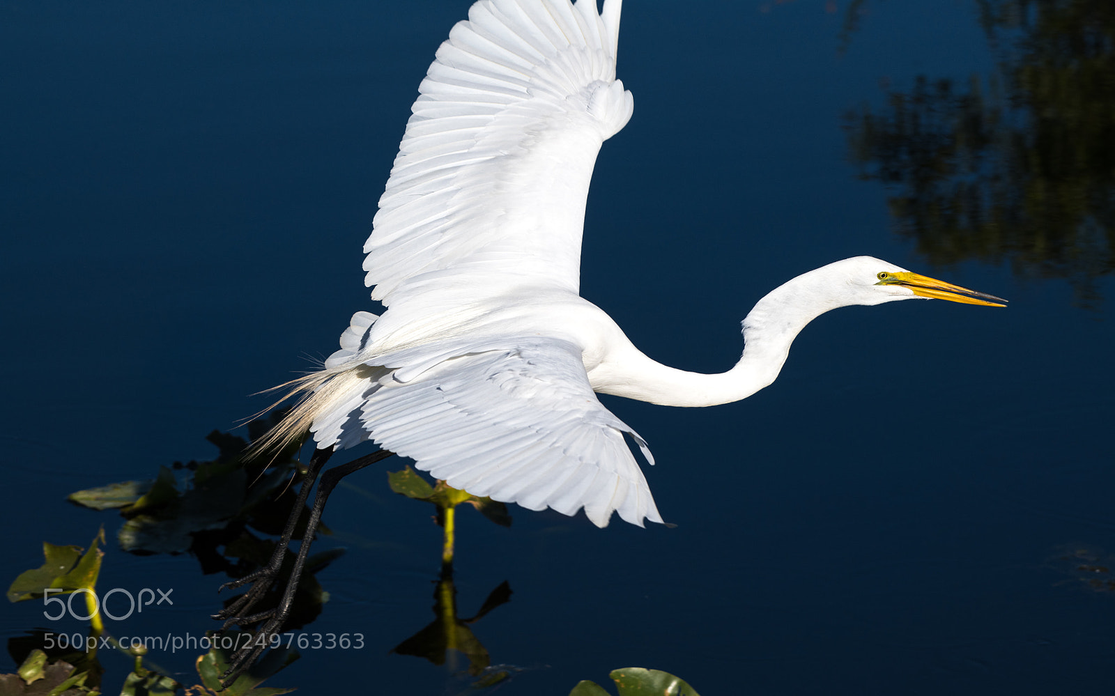 Nikon D850 sample photo. Low fly photography
