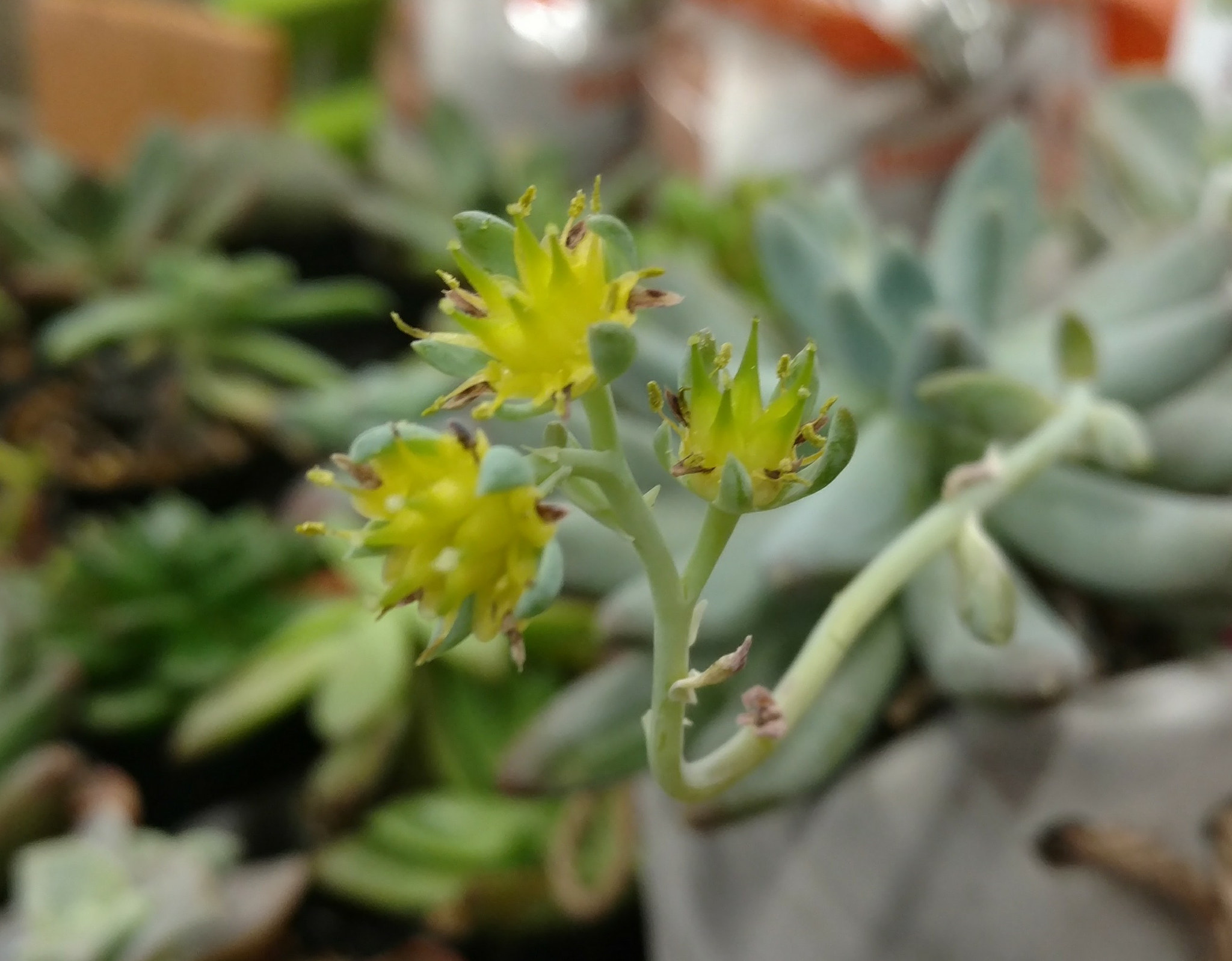 Motorola DROID Turbo 2 sample photo. Succulent blooming photography