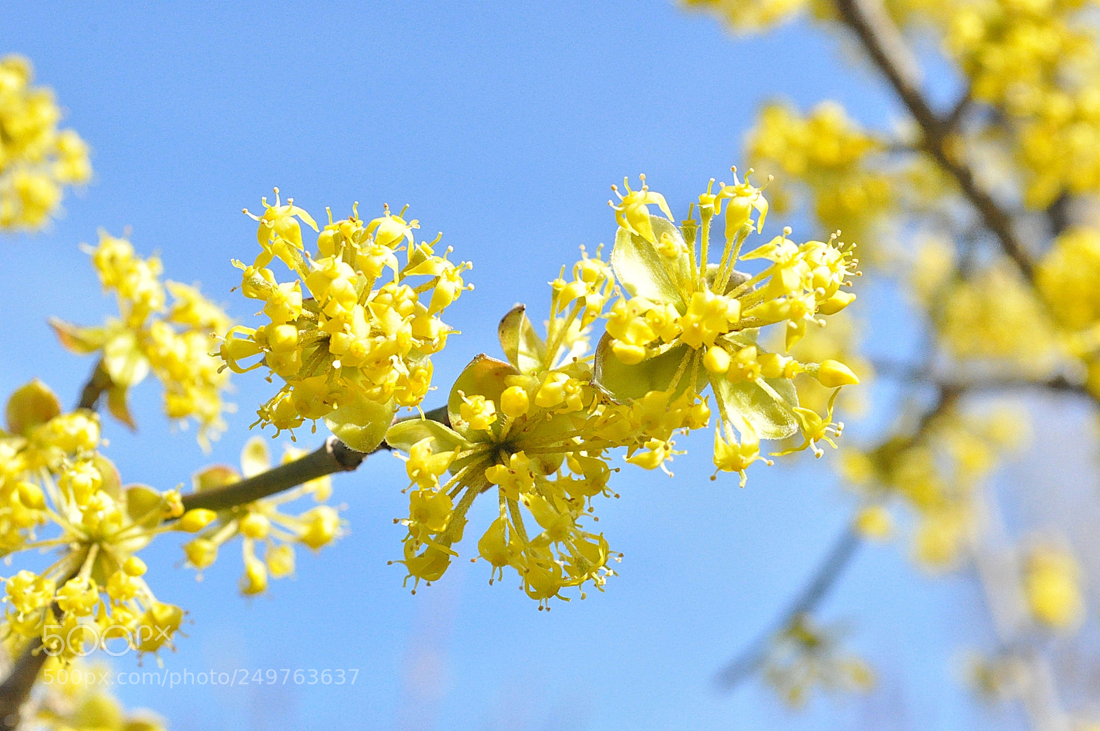 Nikon D5000 sample photo. Yellow flowers on a photography
