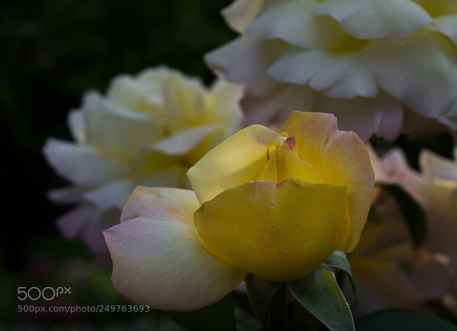 Nikon D7100 sample photo. A rose among others photography
