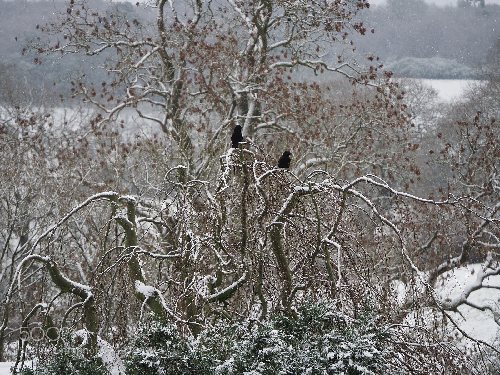 Olympus OM-D E-M1 Mark II sample photo. Snow photography
