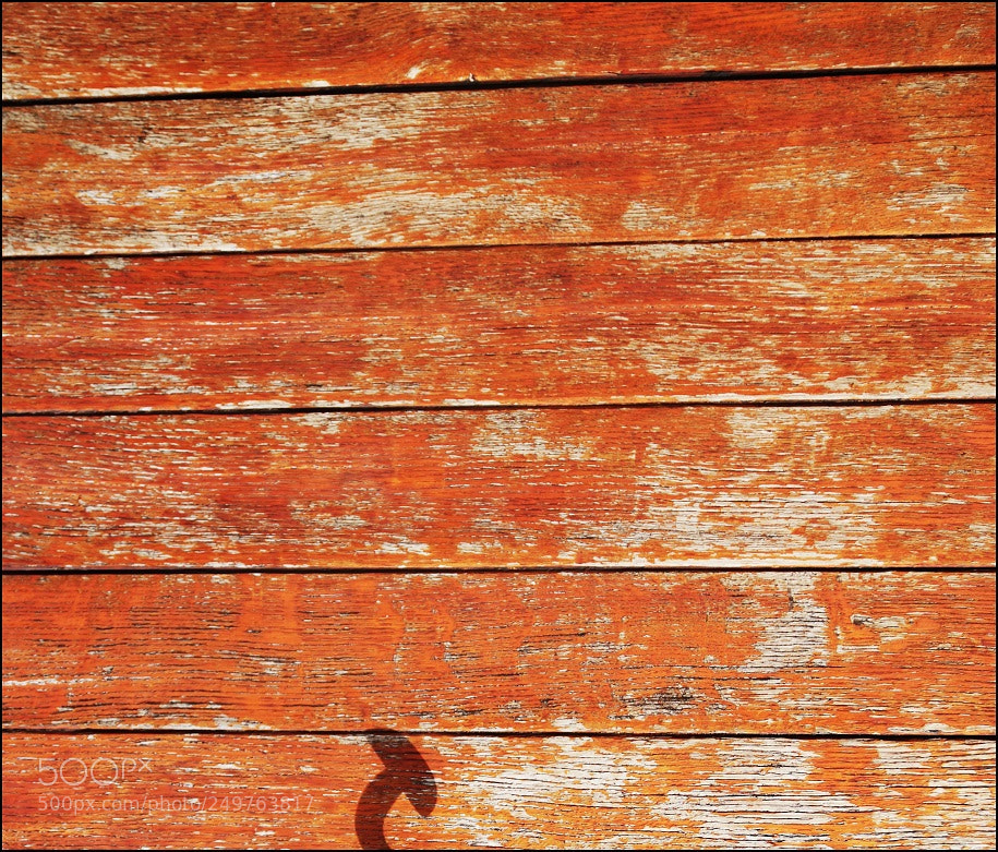 Canon EOS 7D Mark II sample photo. Untitled photography