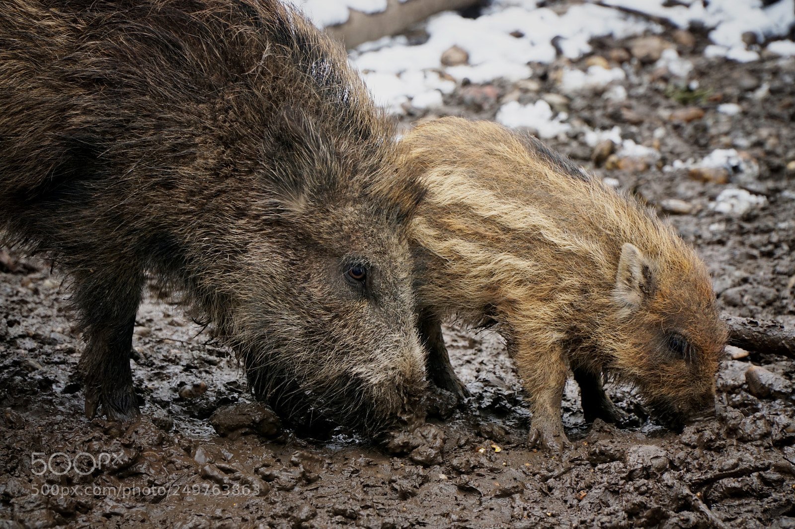 Sony a6000 sample photo. Wild boar and young photography
