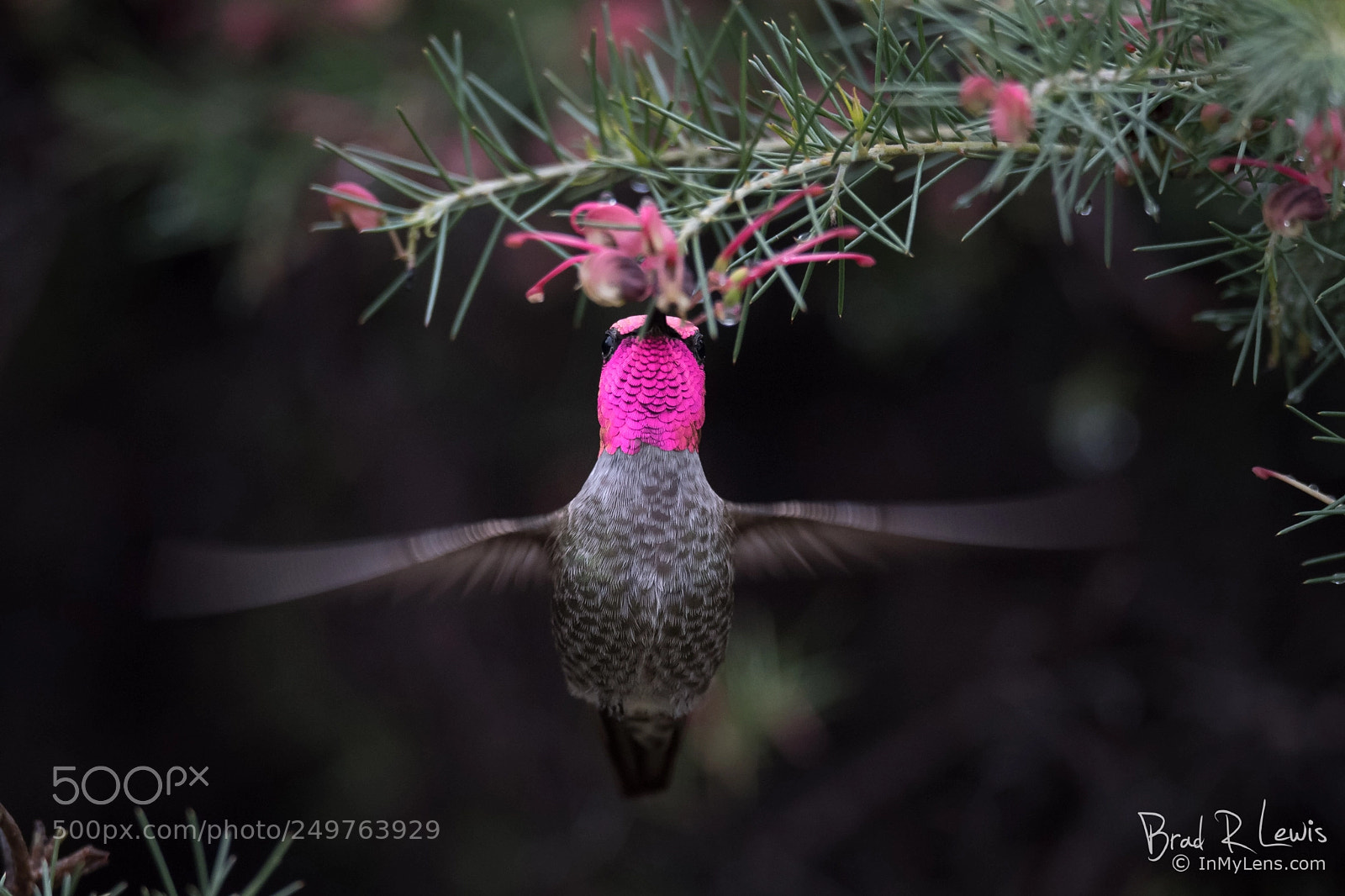 Nikon D5 sample photo. Anna's hummingbird - amazing photography