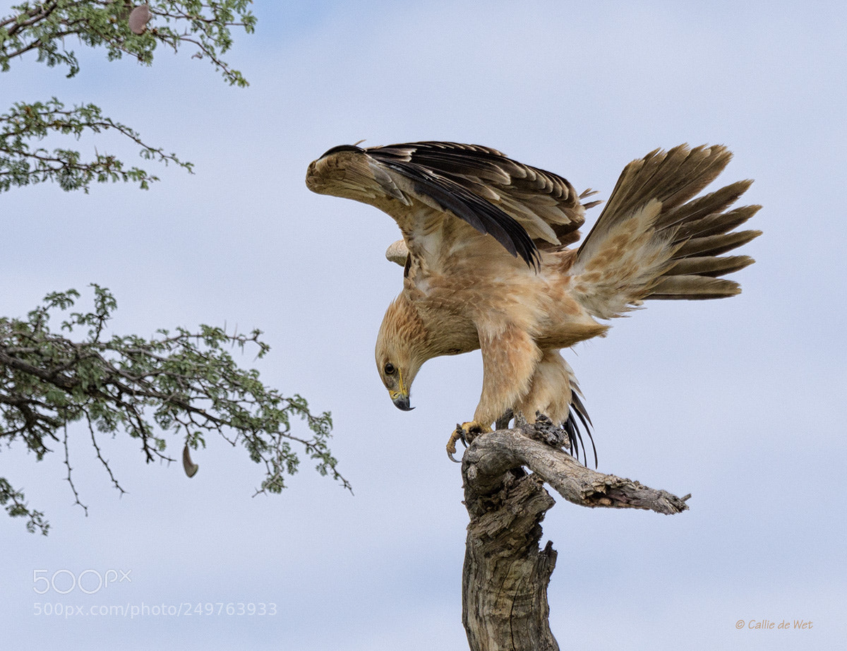 Nikon D500 sample photo. Branch hopping 2/2 photography
