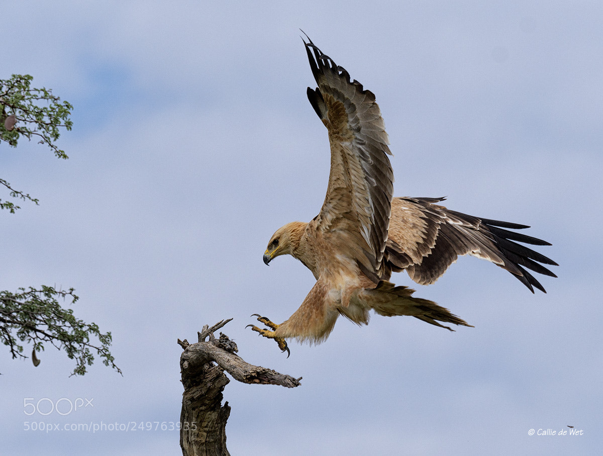 Nikon D500 sample photo. Branch hopping 1/2 photography