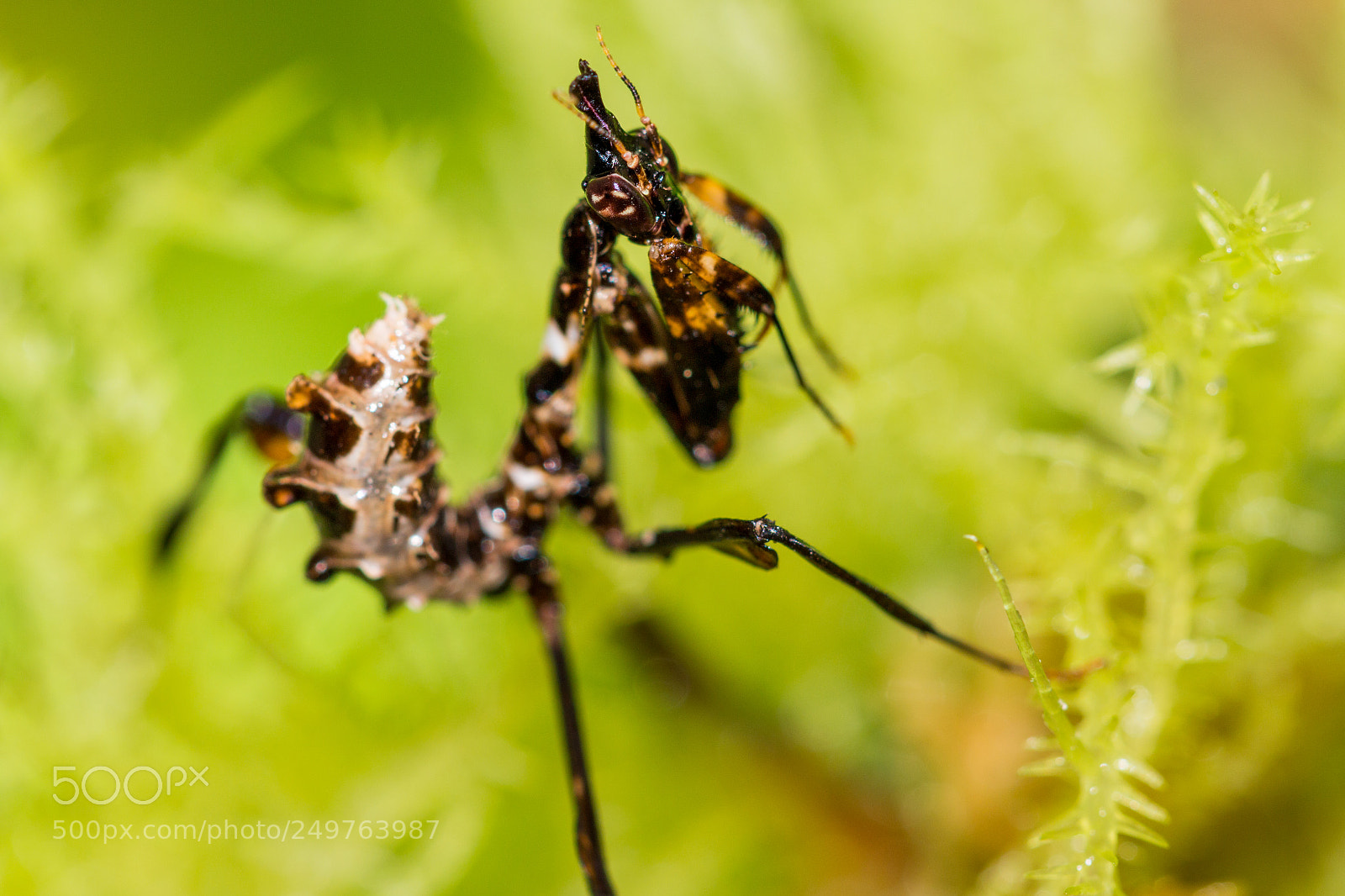 Canon EOS 70D sample photo. Jeune mante 2 photography