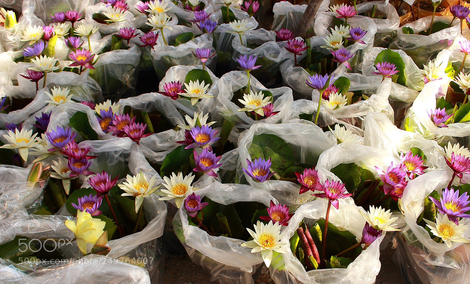 Canon EOS 100D (EOS Rebel SL1 / EOS Kiss X7) sample photo. Water lily on asias photography