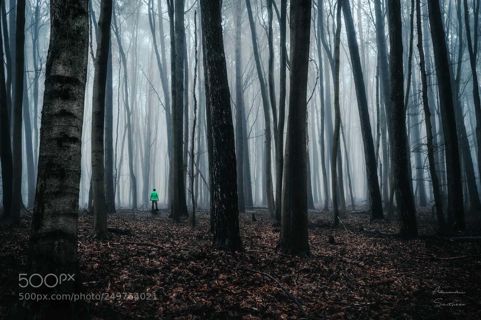 Sony a7 sample photo. Mystic forest photography