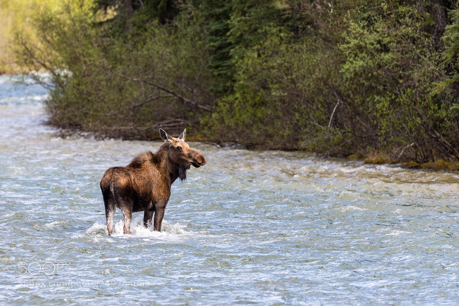 Canon EOS 5D Mark IV sample photo. Moose, jasper national park photography