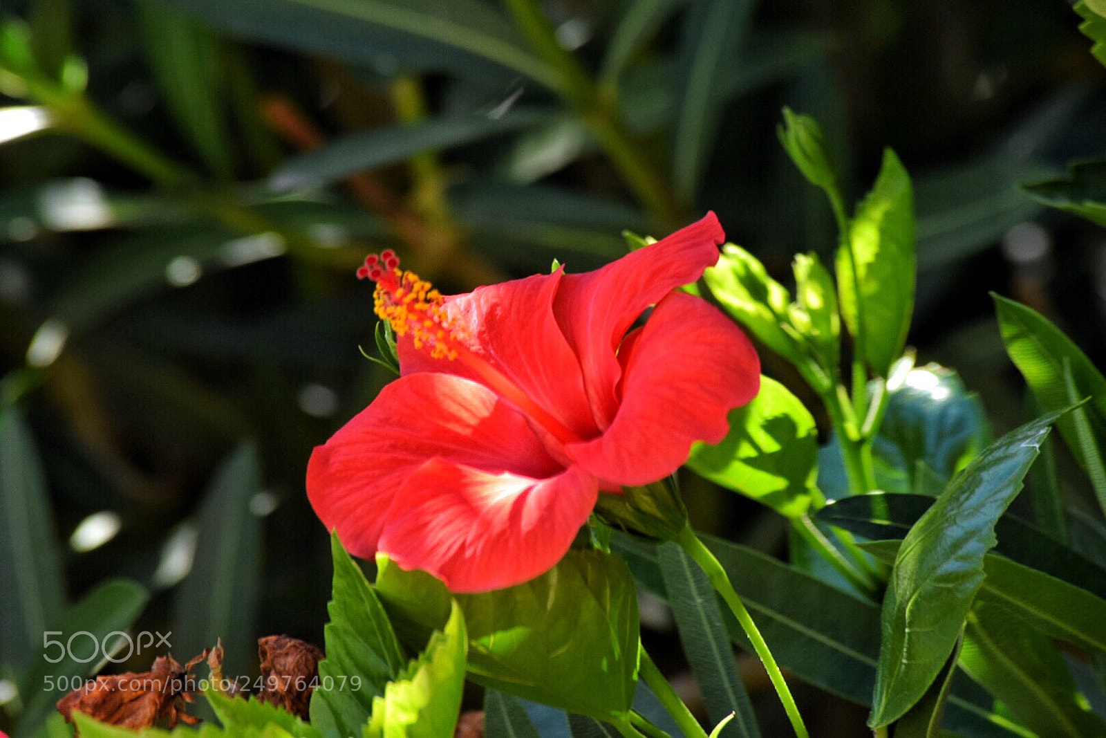 Nikon D5300 sample photo. A flower from my photography