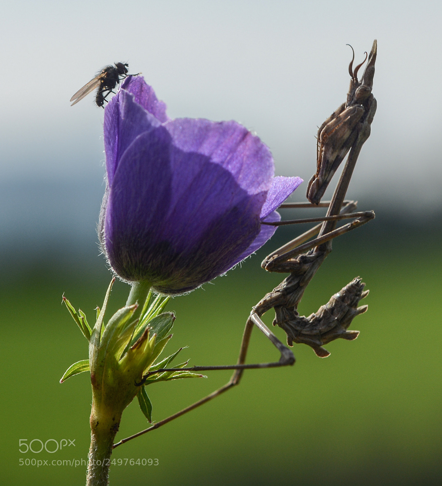 Nikon D7100 sample photo. Purple anemon and mantis photography