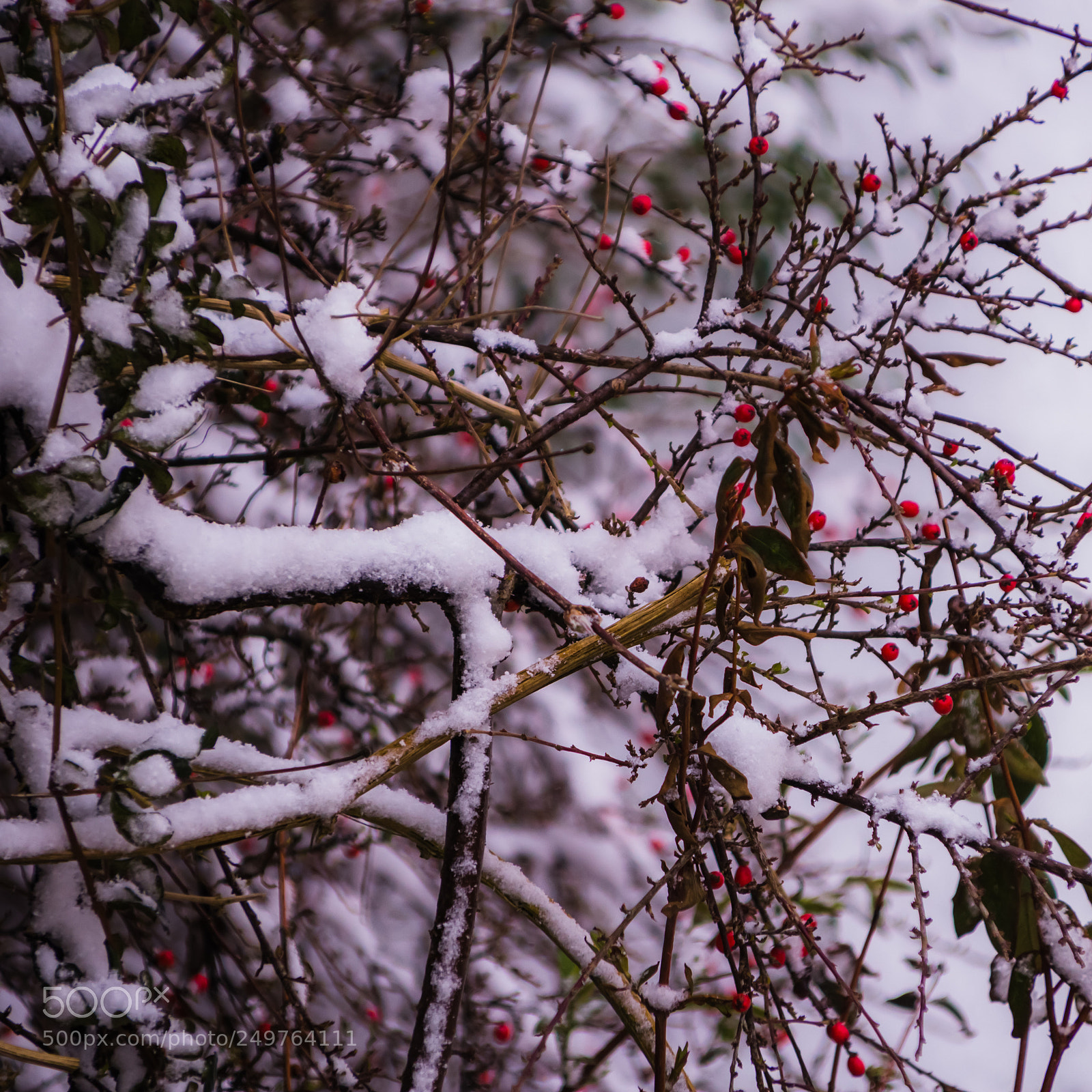Canon EOS 700D (EOS Rebel T5i / EOS Kiss X7i) sample photo. Img photography