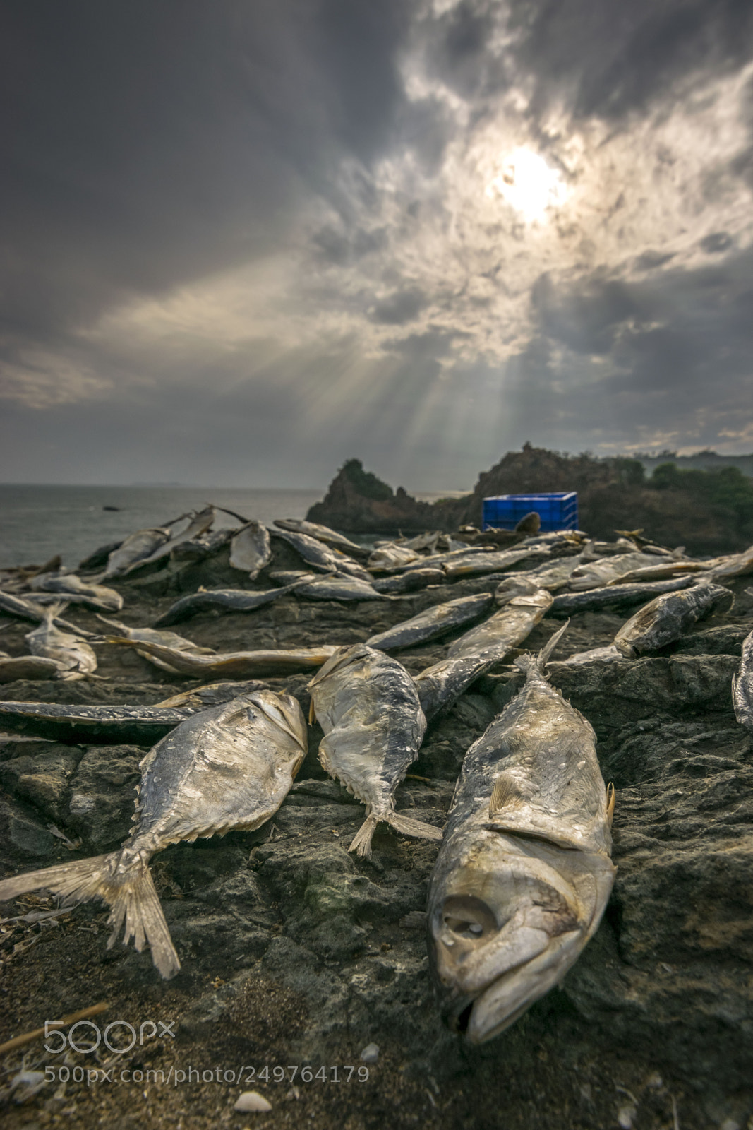 Nikon D5300 sample photo. Dryfish @ sunset photography