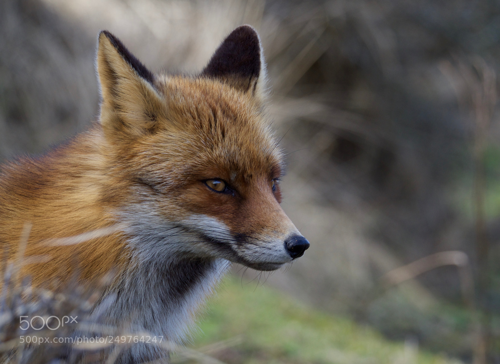 Olympus OM-D E-M10 II sample photo. Fox photography