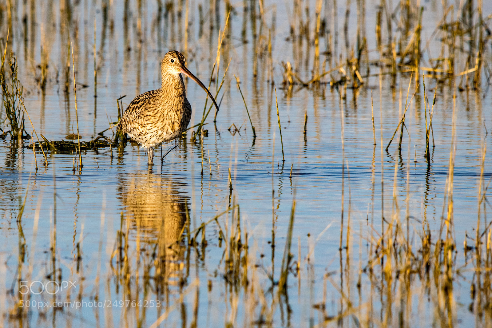 Nikon D3300 sample photo. Black tailed godwit in photography