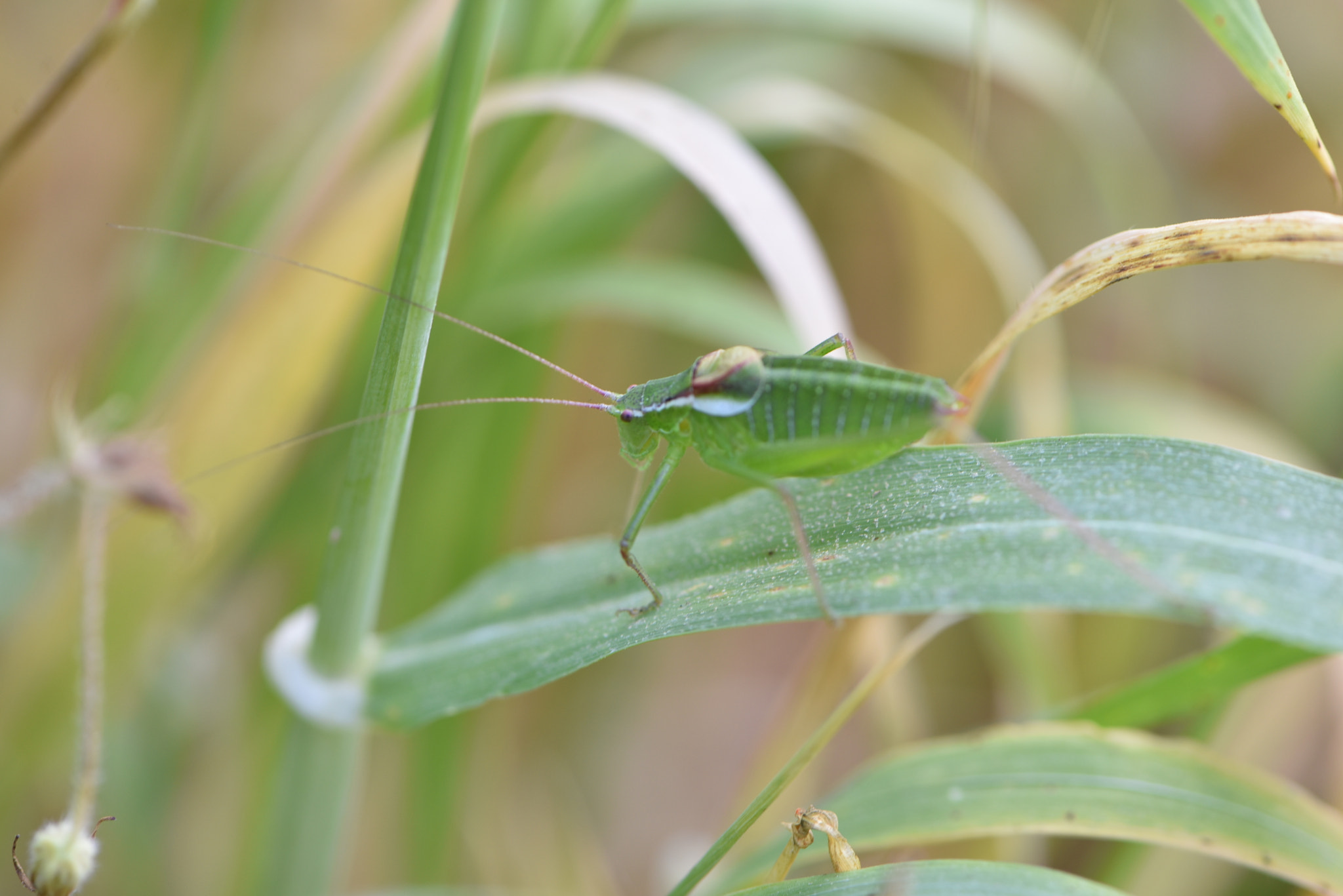 Nikon AF-S Micro-Nikkor 105mm F2.8G IF-ED VR sample photo. Macro1 photography