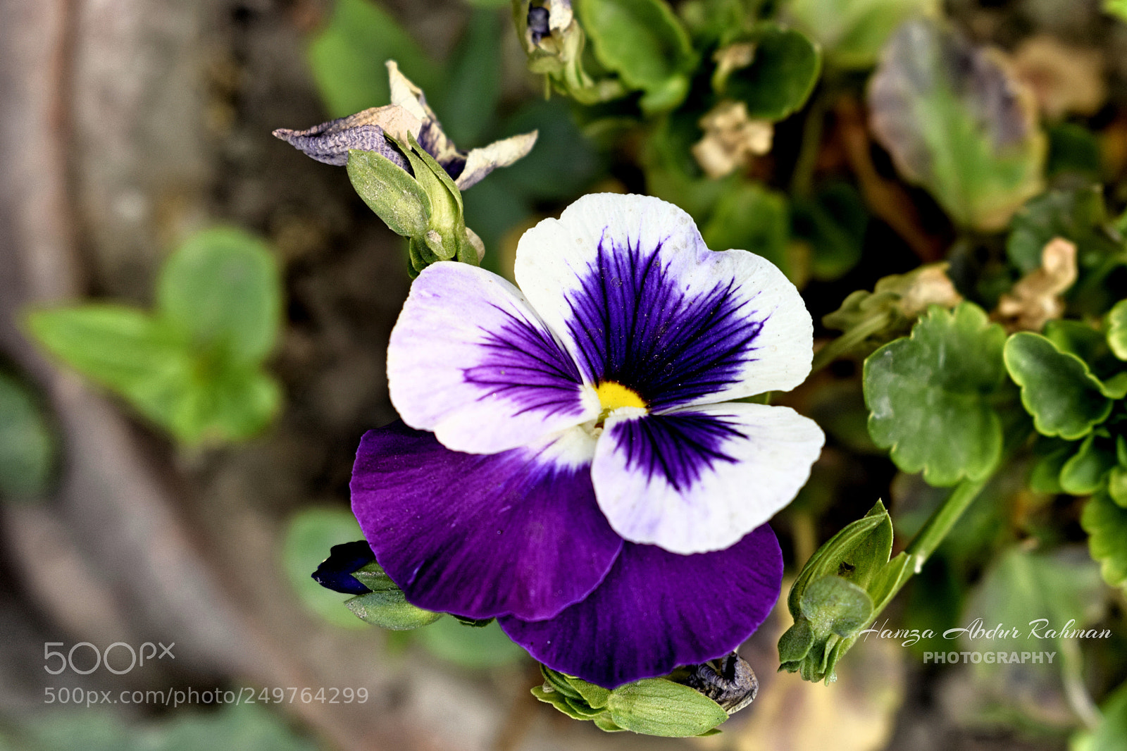 Nikon D3300 sample photo. Purple photography