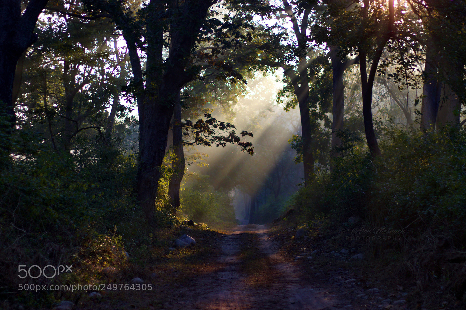 Canon EOS 80D sample photo. The road less travelled photography