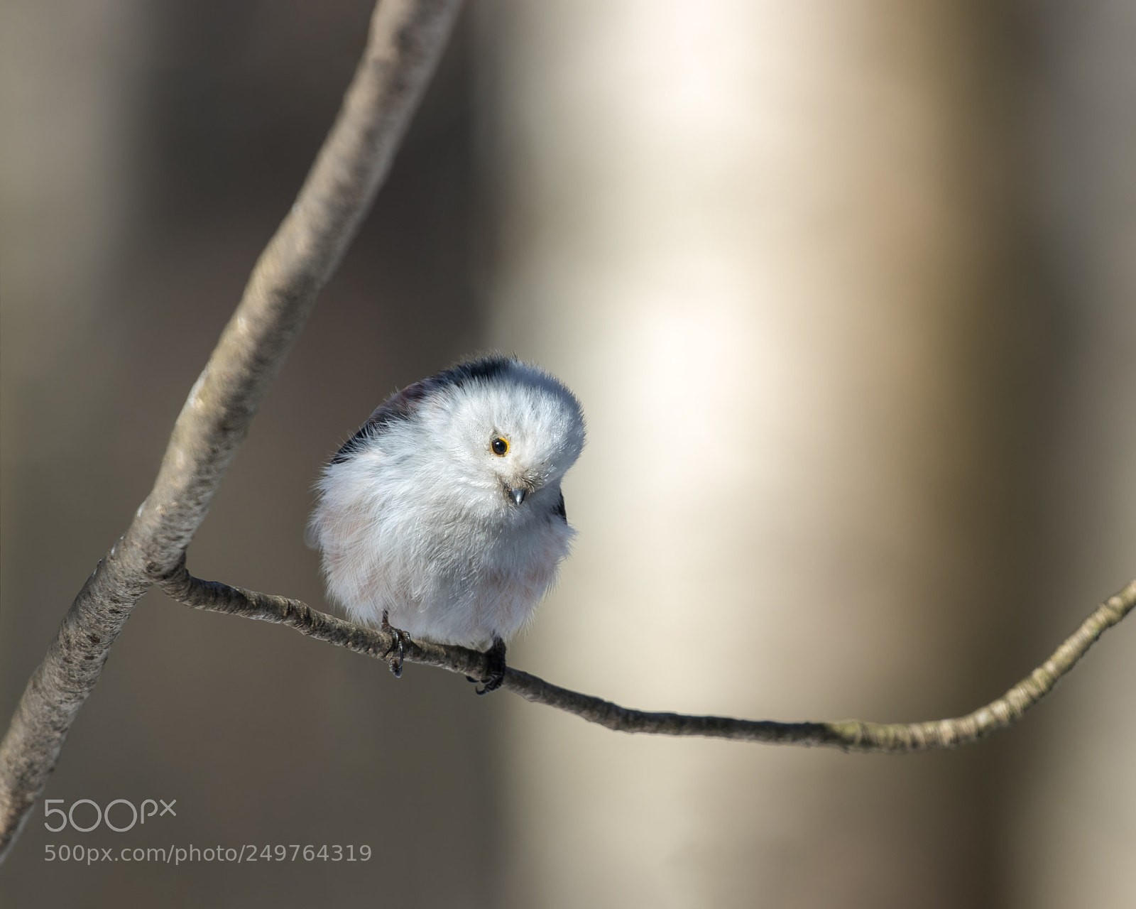 Canon EOS 80D sample photo. Long-tailed tit photography