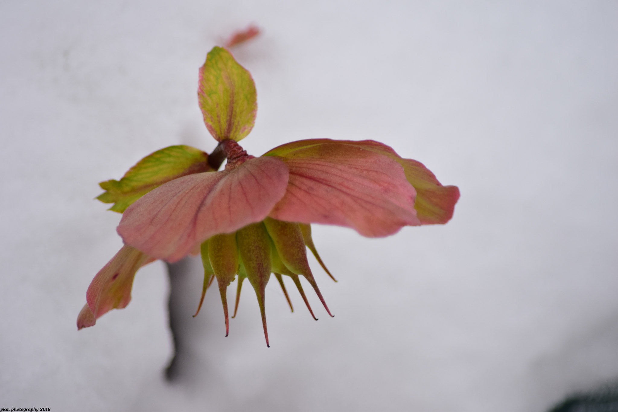 Nikon D3300 sample photo. Christmas rose in the snow photography