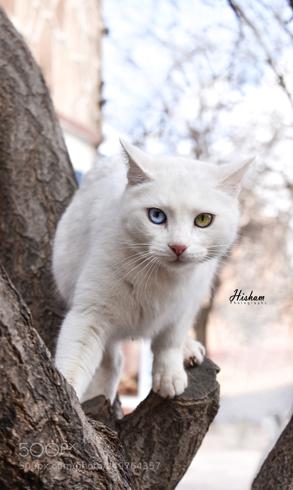 Nikon D3400 sample photo. Copie photography