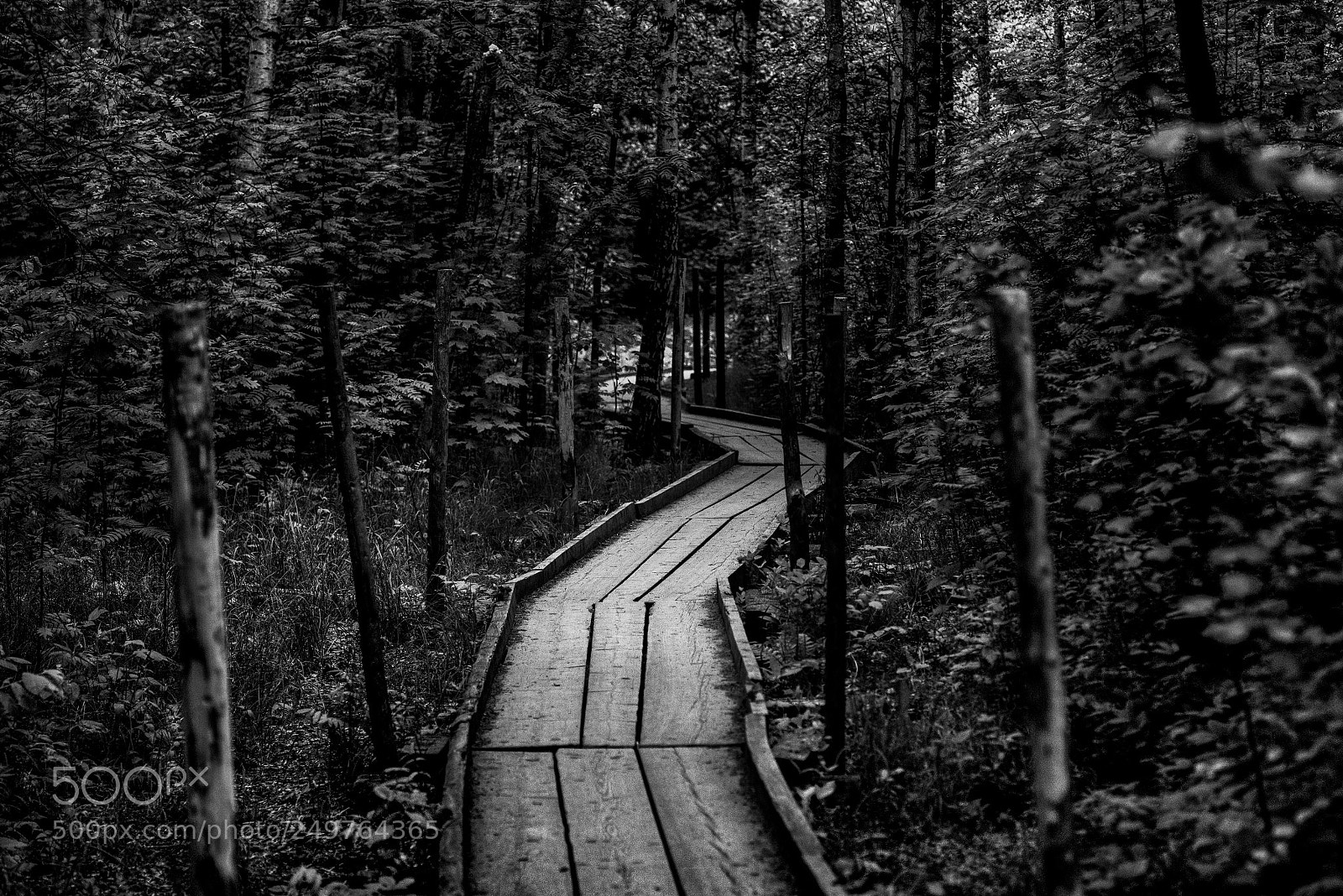 Nikon D810 sample photo. Untitled photography