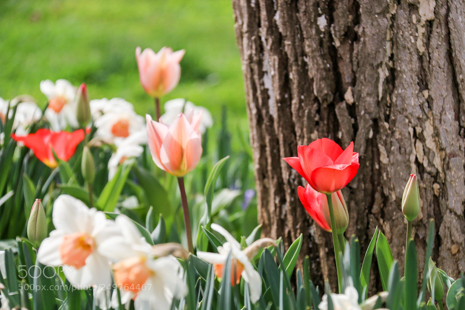 Canon EOS 70D sample photo. Lily photography