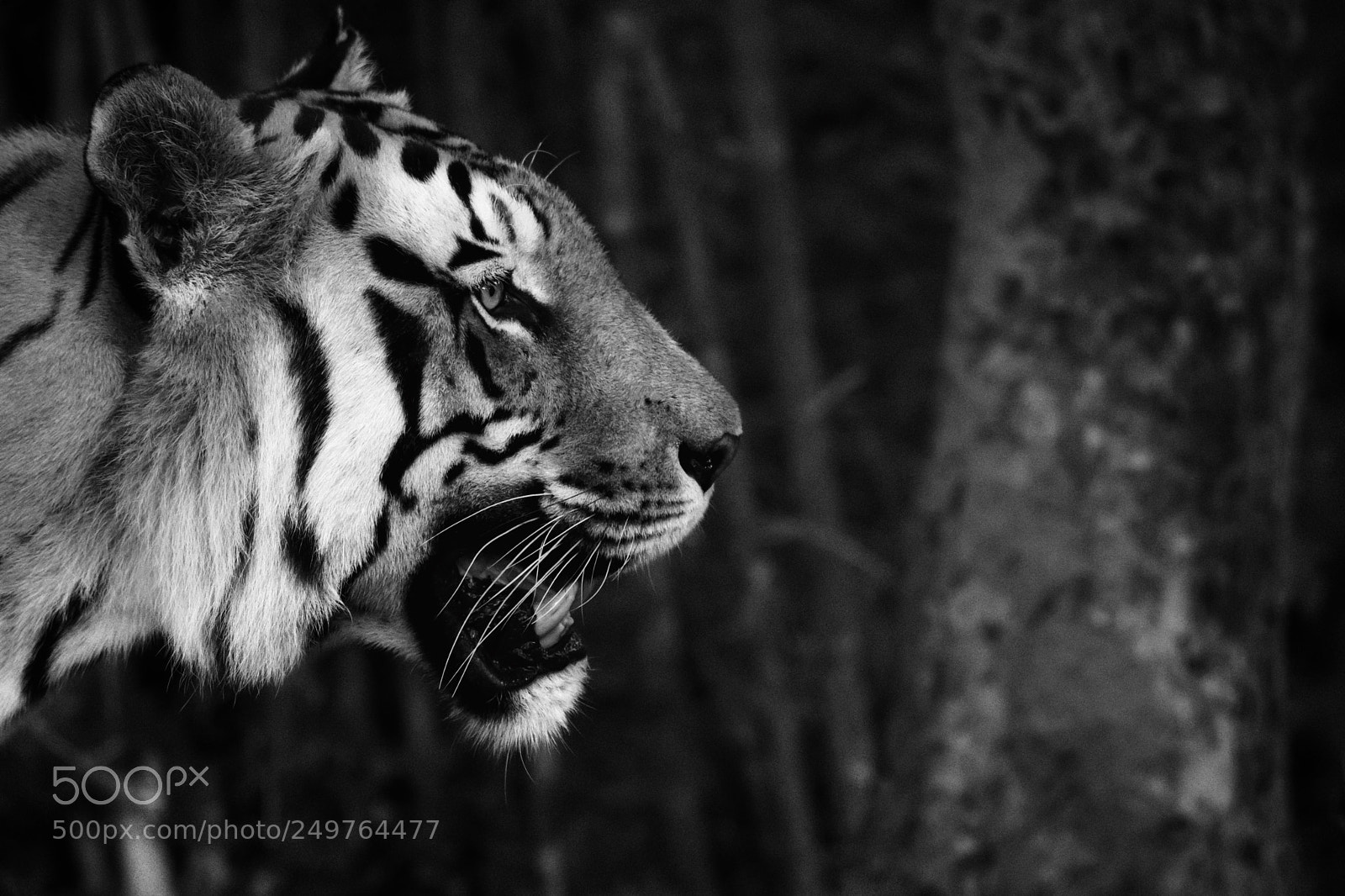 Nikon D7200 sample photo. Big cats photography