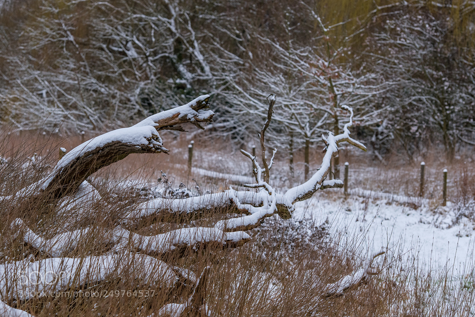 Nikon D850 sample photo. Winter weather in spring photography