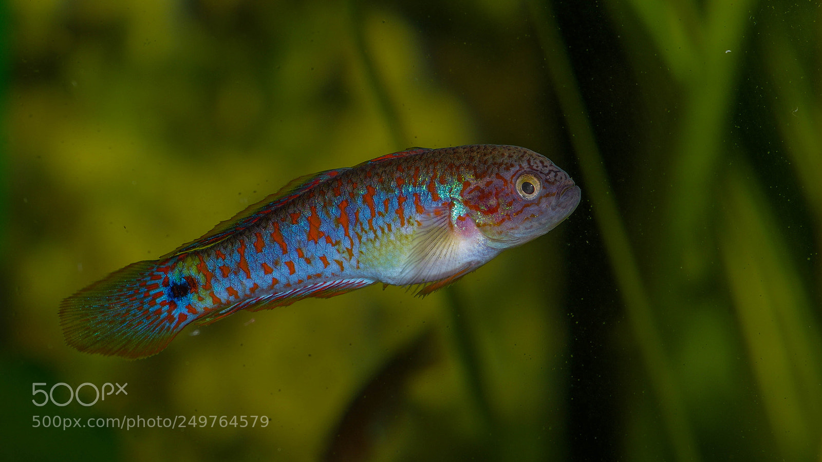 Pentax K-3 II sample photo. Peacock goby photography