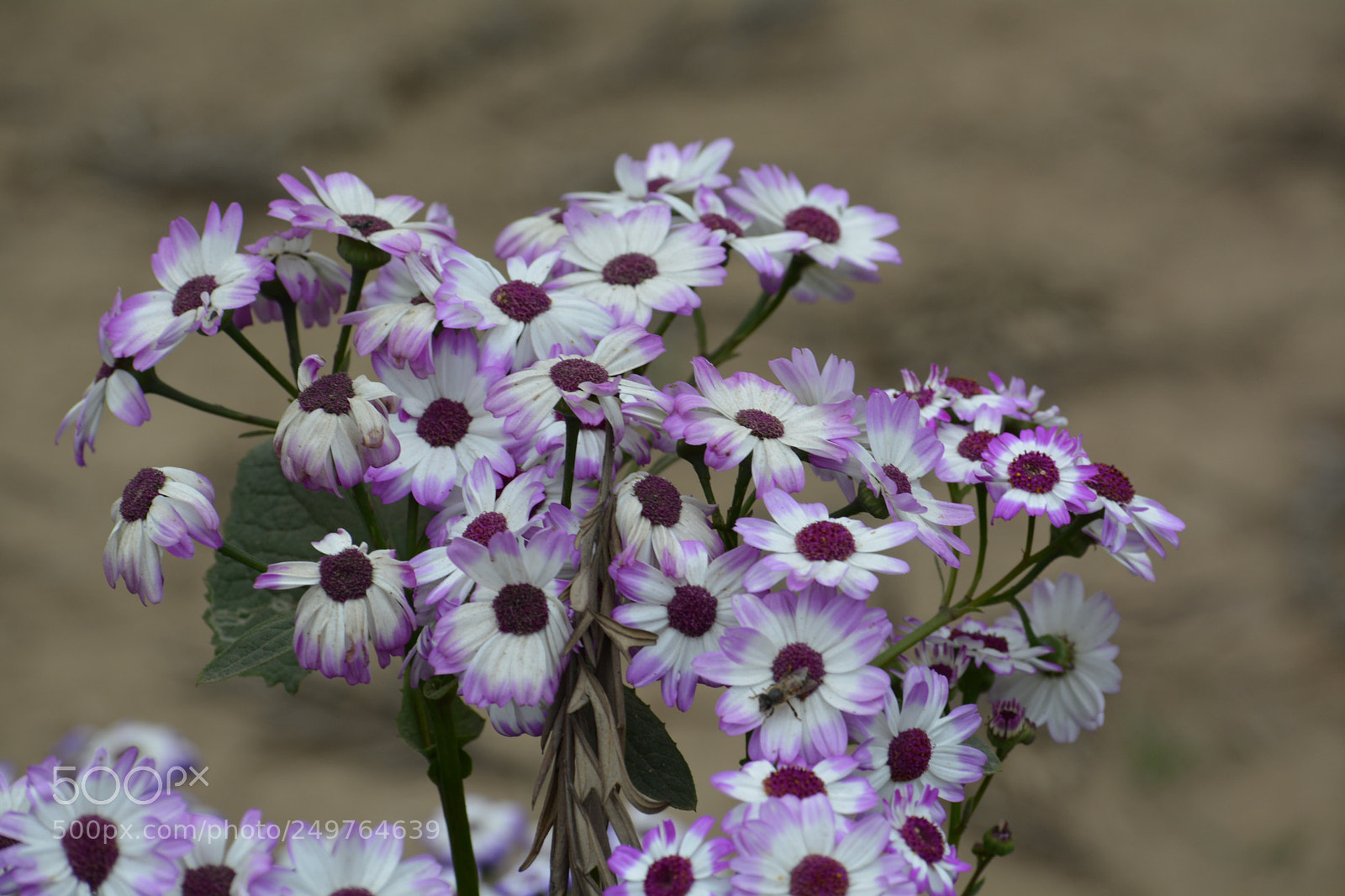 Nikon D5200 sample photo. [] photography