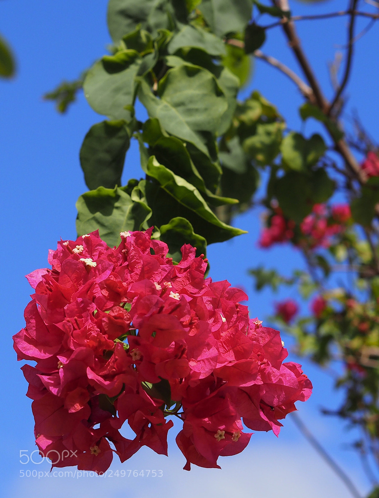 Olympus OM-D E-M10 II sample photo. Colours of love photography
