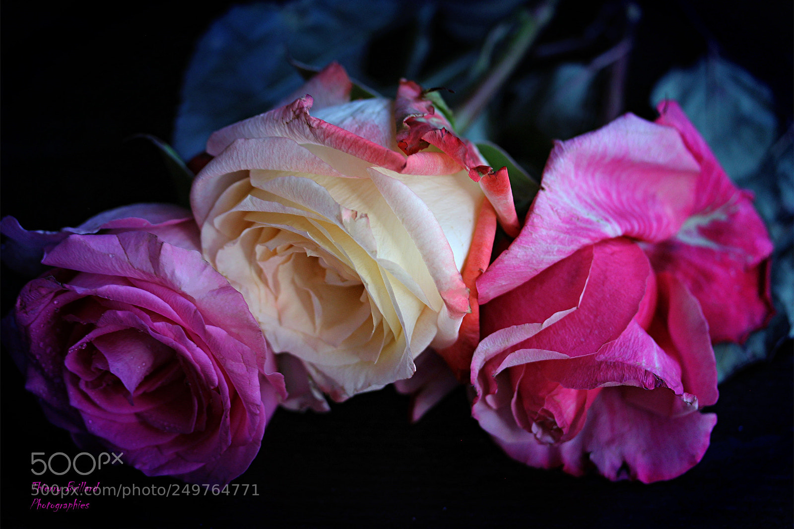 Canon EOS 600D (Rebel EOS T3i / EOS Kiss X5) sample photo. Trio de roses photography
