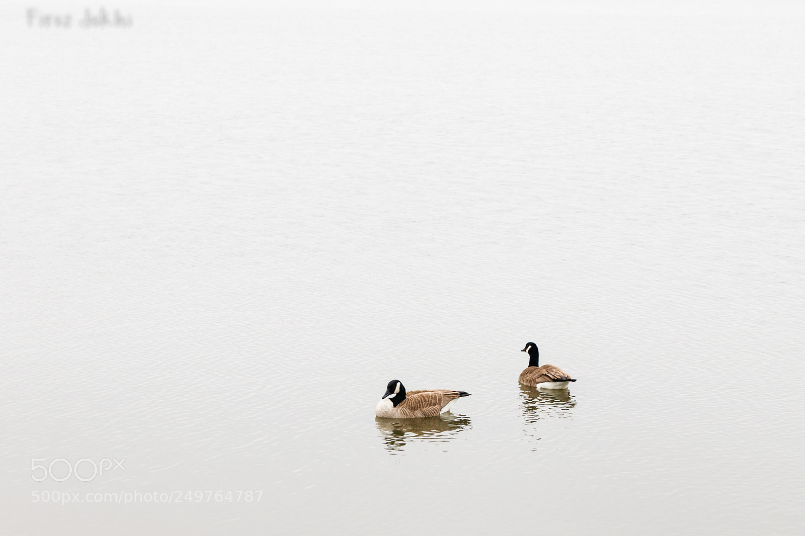Canon EOS 80D sample photo. Geese on a spring photography