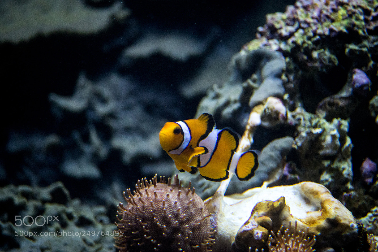 Canon EOS 7D Mark II sample photo. Find nemo photography